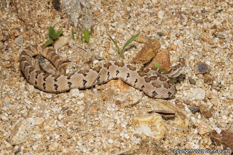 Lower California Rattlesnake (Crotalus enyo enyo)