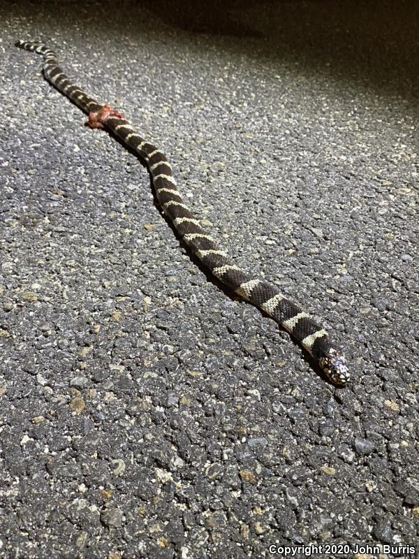 California Kingsnake (Lampropeltis getula californiae)