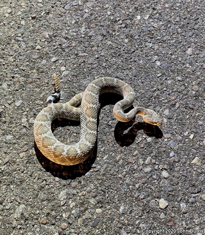 Red Diamond Rattlesnake (Crotalus ruber)