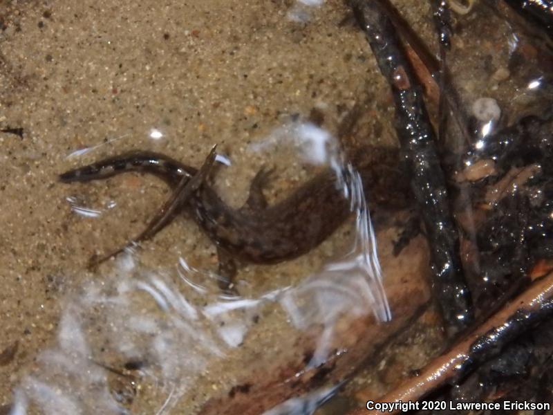 Coastal Giant Salamander (Dicamptodon tenebrosus)