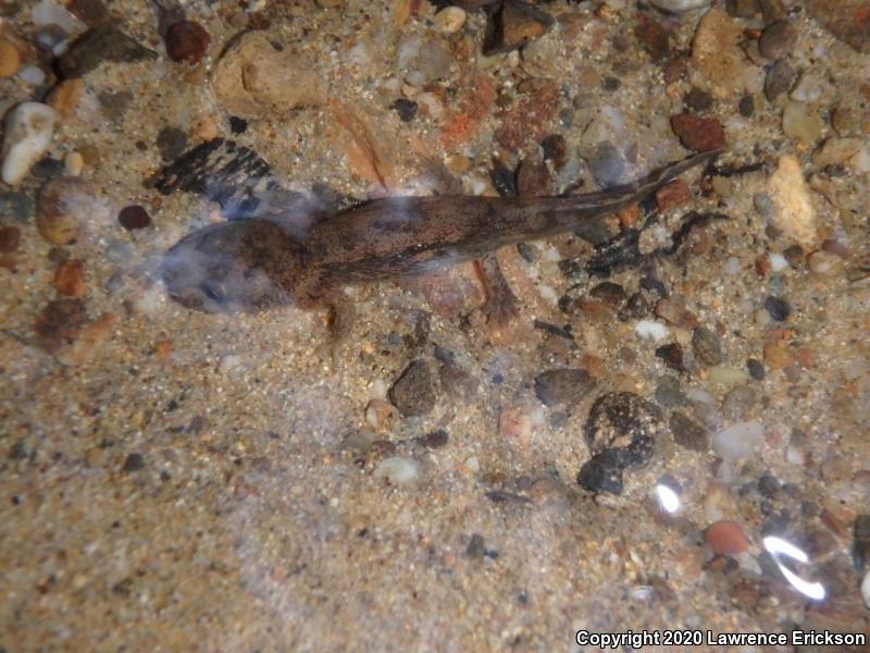 Coastal Giant Salamander (Dicamptodon tenebrosus)