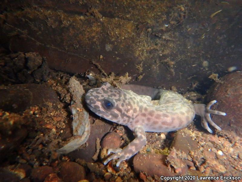 California Giant Salamander (Dicamptodon ensatus)