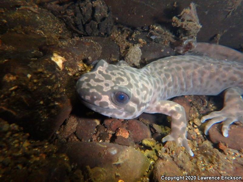 California Giant Salamander (Dicamptodon ensatus)