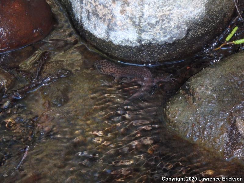 California Giant Salamander (Dicamptodon ensatus)