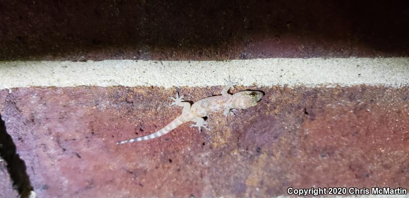 Turkish House Gecko (Hemidactylus turcicus turcicus)