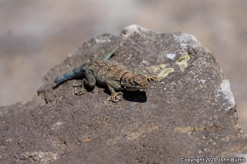 Short-nosed Rock Lizard (Petrosaurus repens)