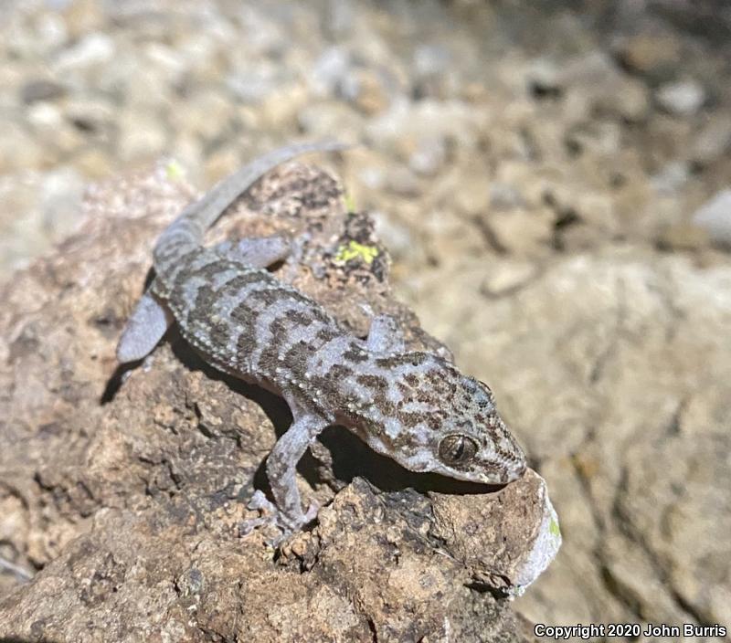 Peninsula Leaf-toed Gecko (Phyllodactylus nocticolus nocticolus)