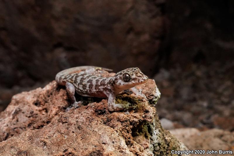 Peninsula Leaf-toed Gecko (Phyllodactylus nocticolus nocticolus)