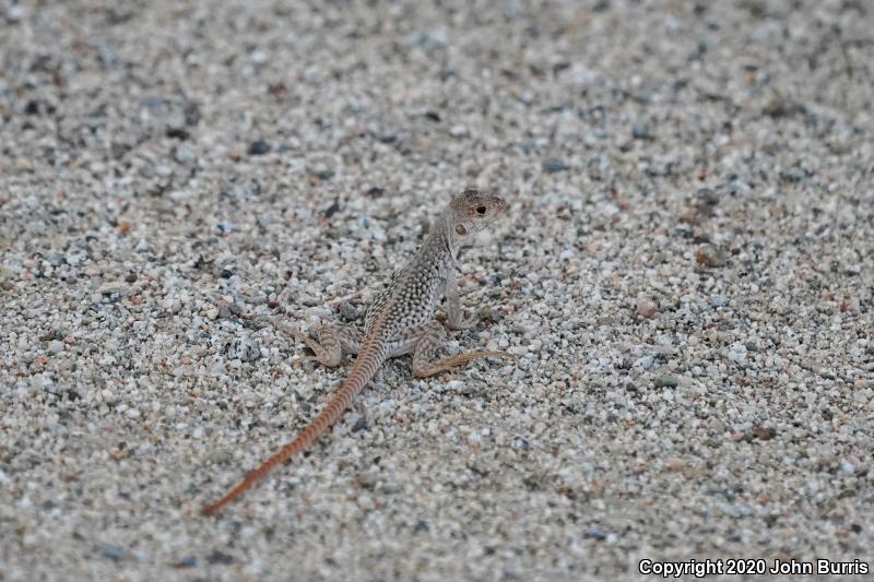 San Lucan Desert Iguana (Dipsosaurus dorsalis lucasensis)