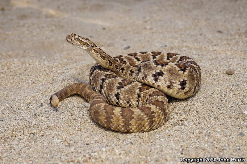 Cerralvo Island Rattlesnake (Crotalus enyo cerralvensis)