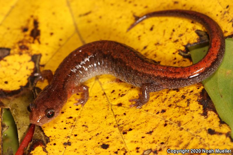 Webster's Salamander (Plethodon websteri)