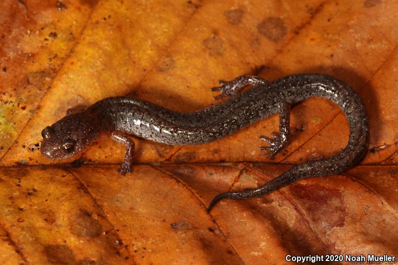 Southern Zigzag Salamander (Plethodon ventralis)