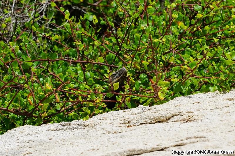 Peninsular Spiny-tailed Iguana (Ctenosaura hemilopha hemilopha)