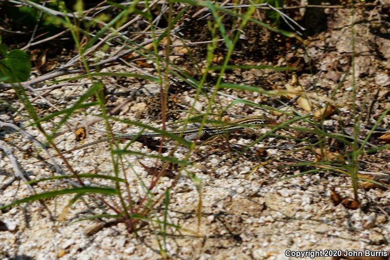Cape Orange-throated Whiptail (Aspidoscelis hyperythra hyperythra)