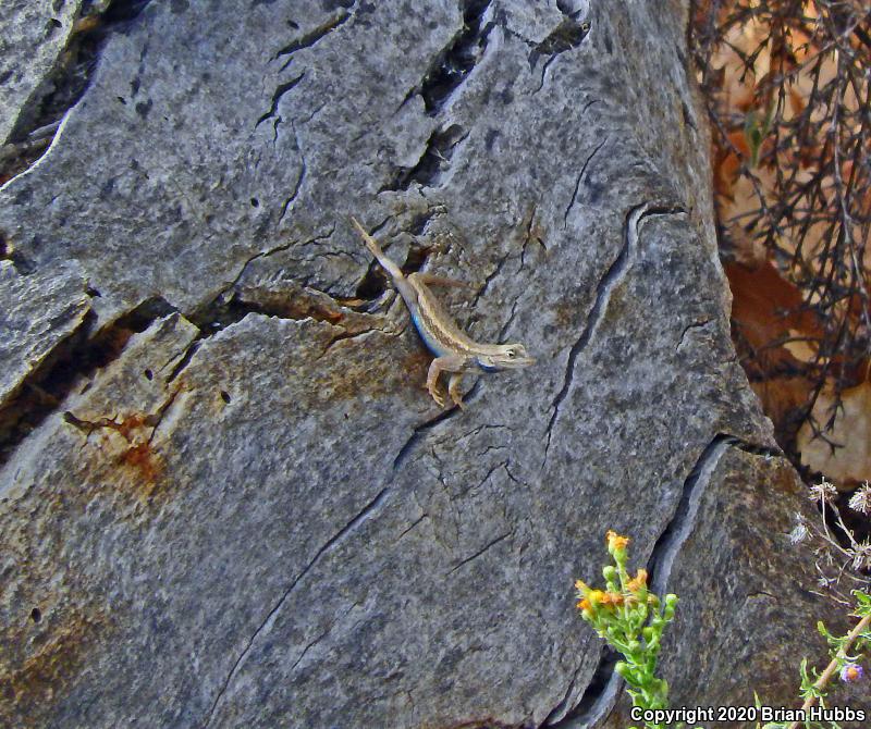 Plateau Fence Lizard (Sceloporus tristichus)