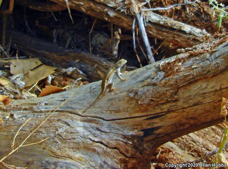 Plateau Fence Lizard (Sceloporus tristichus)