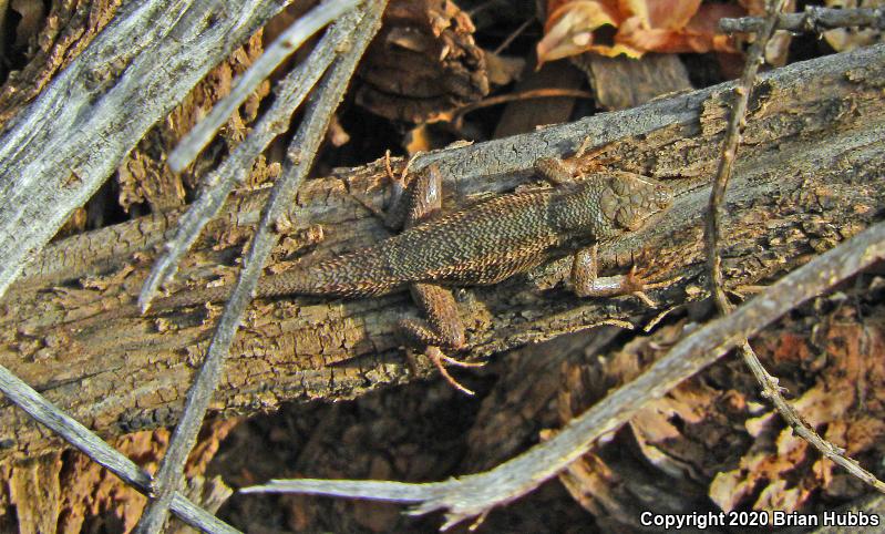 Plateau Fence Lizard (Sceloporus tristichus)