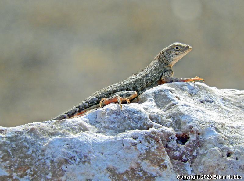 SouthWestern Earless Lizard (Cophosaurus texanus scitulus)