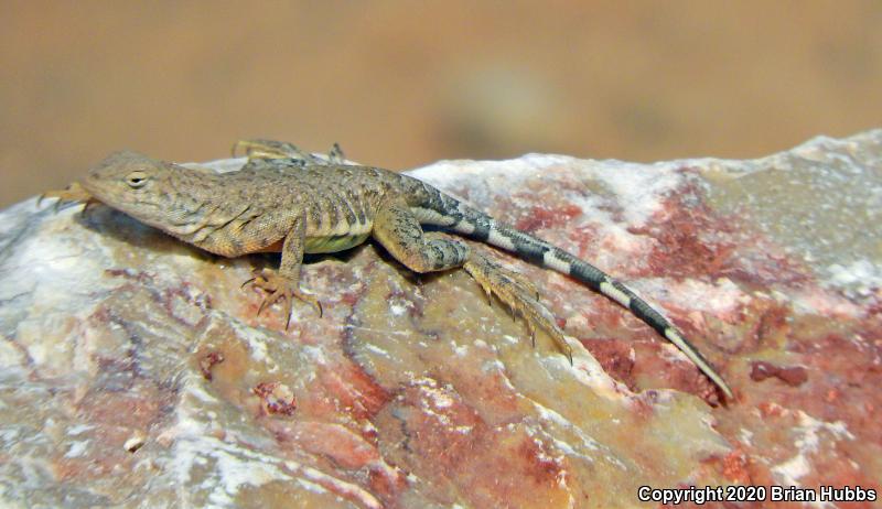 SouthWestern Earless Lizard (Cophosaurus texanus scitulus)