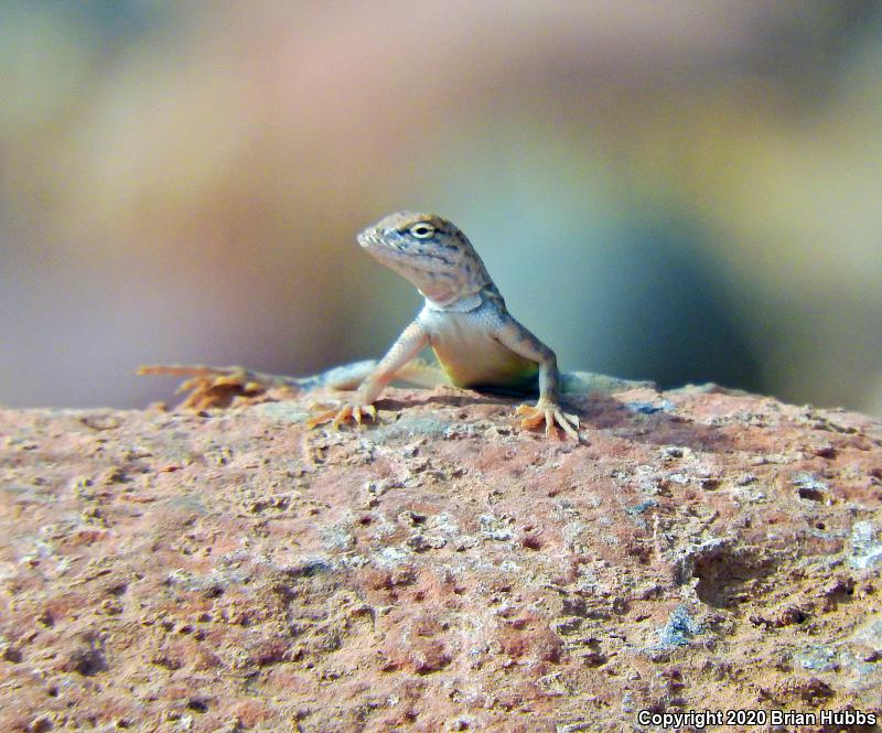 SouthWestern Earless Lizard (Cophosaurus texanus scitulus)