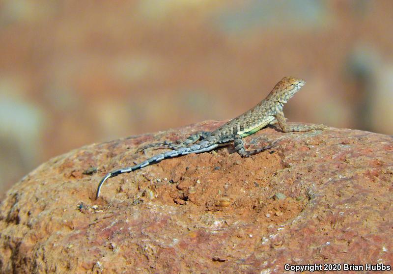 SouthWestern Earless Lizard (Cophosaurus texanus scitulus)