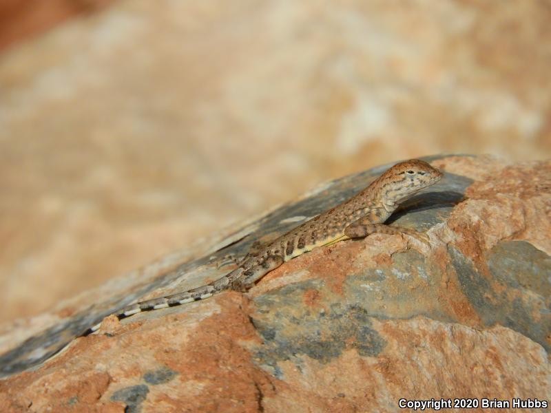 SouthWestern Earless Lizard (Cophosaurus texanus scitulus)