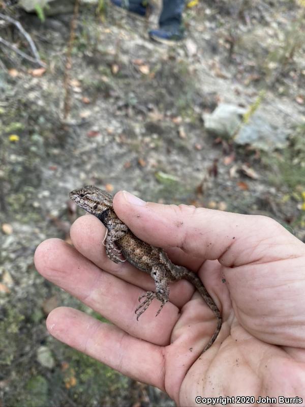 Eastern Fence Lizard (Sceloporus undulatus)