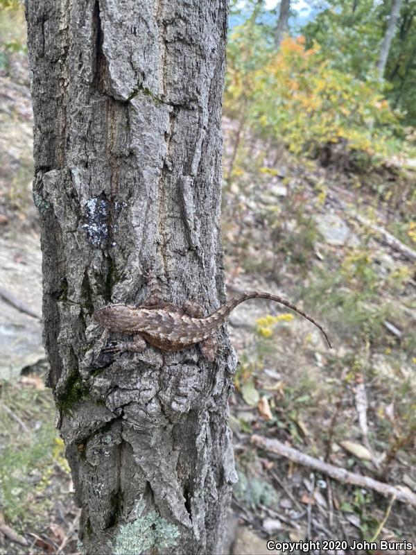 Eastern Fence Lizard (Sceloporus undulatus)