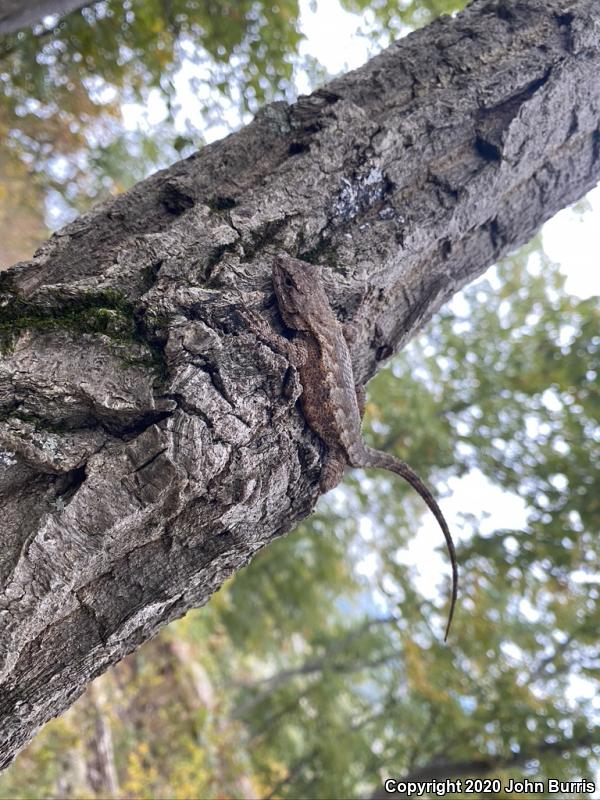 Eastern Fence Lizard (Sceloporus undulatus)