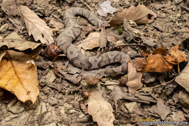 Northern  Copperhead (Agkistrodon contortrix mokasen)