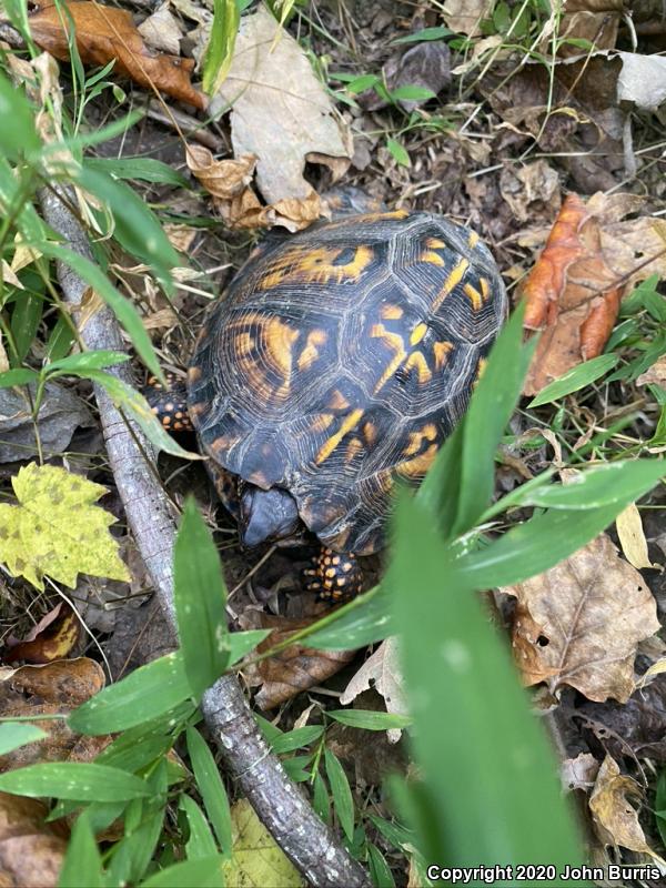 Eastern Box Turtle (Terrapene carolina carolina)