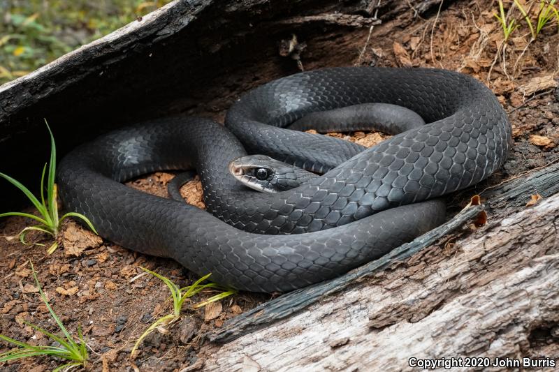 Southern Black Racer (Coluber constrictor priapus)