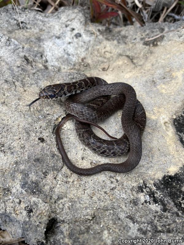 Southern Black Racer (Coluber constrictor priapus)