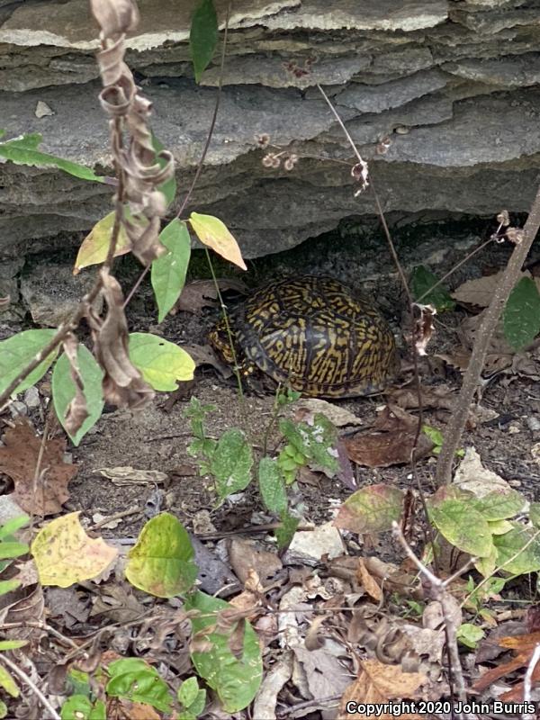 Eastern Box Turtle (Terrapene carolina carolina)