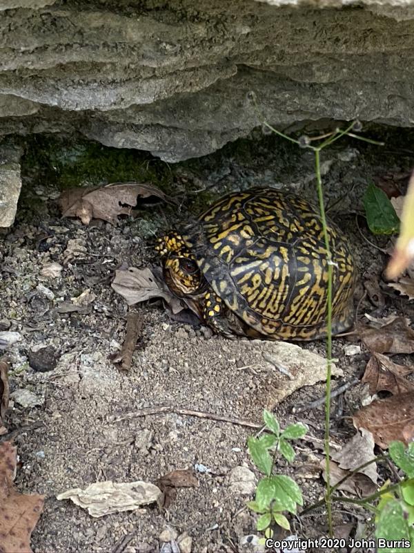 Eastern Box Turtle (Terrapene carolina carolina)