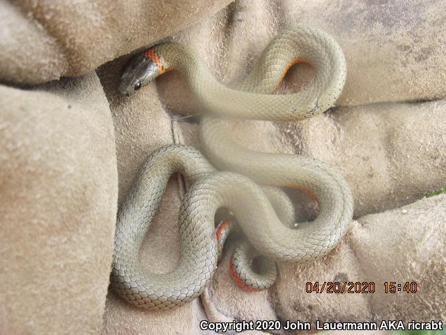 San Bernardino Ring-necked Snake (Diadophis punctatus modestus)