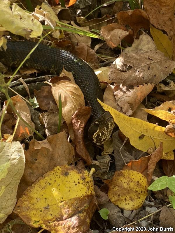 Western Cottonmouth (Agkistrodon piscivorus leucostoma)