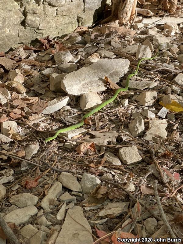 Northern Rough Greensnake (Opheodrys aestivus aestivus)