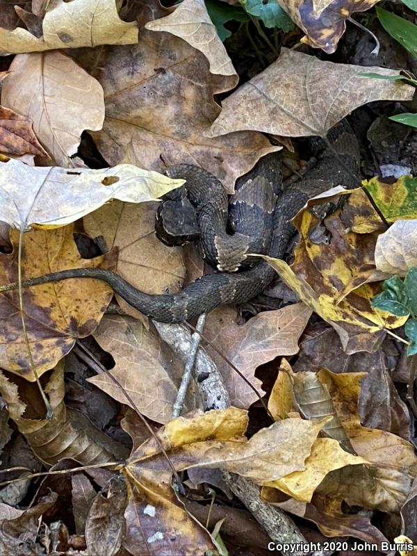 Western Cottonmouth (Agkistrodon piscivorus leucostoma)