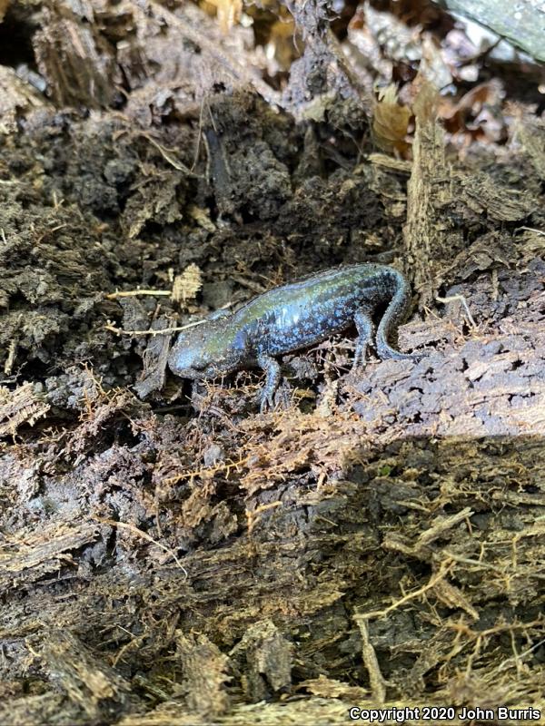 Mole Salamander (Ambystoma talpoideum)