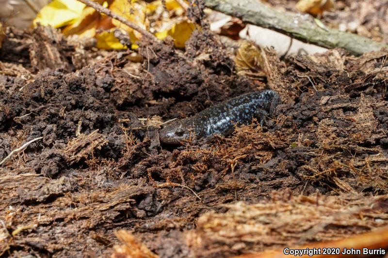 Mole Salamander (Ambystoma talpoideum)