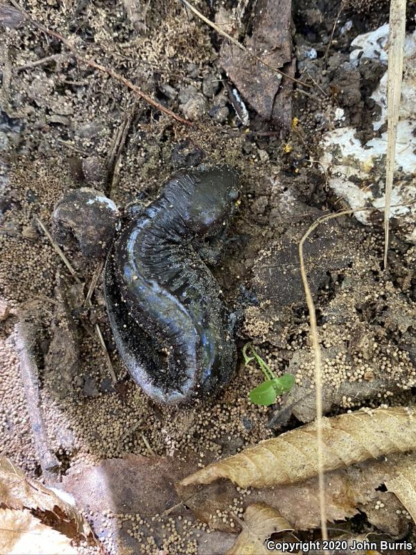 Mole Salamander (Ambystoma talpoideum)