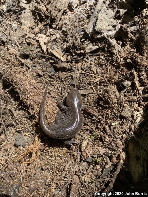 Mole Salamander (Ambystoma talpoideum)