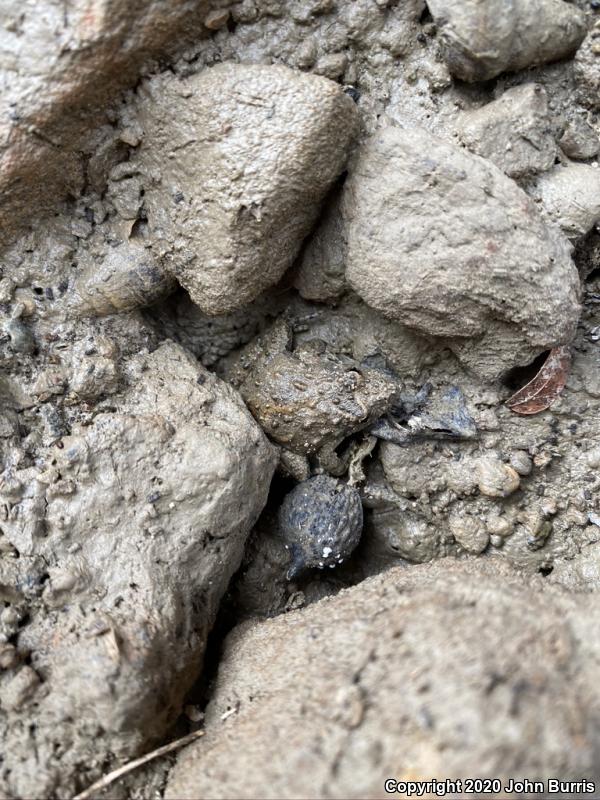 Eastern Cricket Frog (Acris crepitans crepitans)