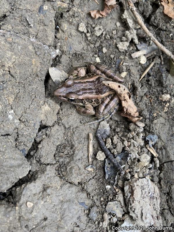 Pickerel Frog (Lithobates palustris)