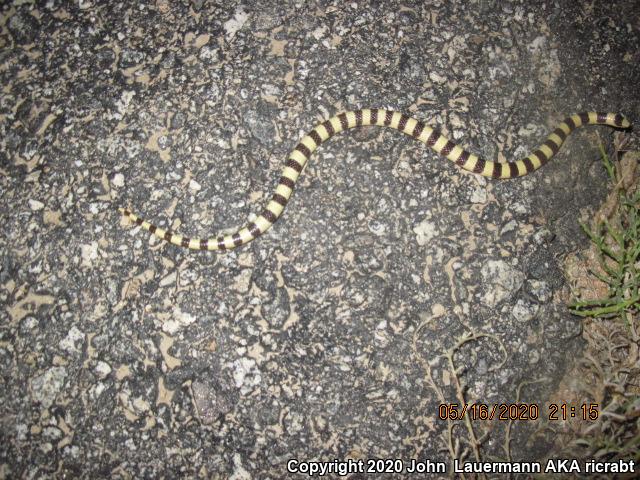 Mojave Shovel-nosed Snake (Chionactis occipitalis occipitalis)