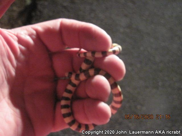 Mojave Shovel-nosed Snake (Chionactis occipitalis occipitalis)