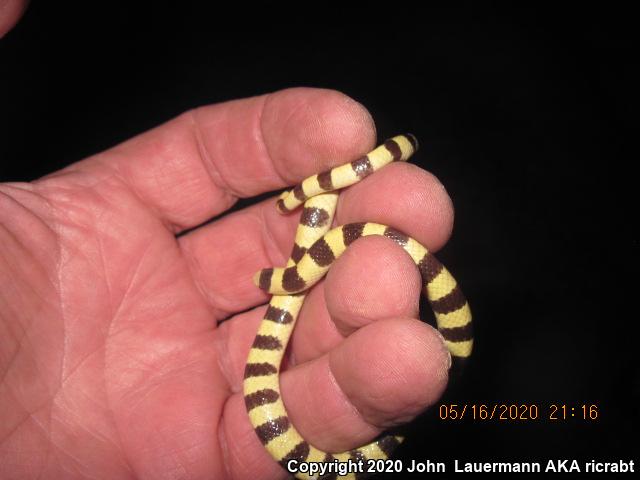 Mojave Shovel-nosed Snake (Chionactis occipitalis occipitalis)