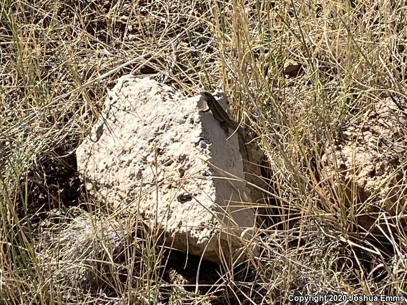 Plateau Fence Lizard (Sceloporus tristichus)