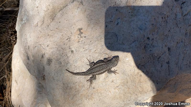 Plateau Fence Lizard (Sceloporus tristichus)